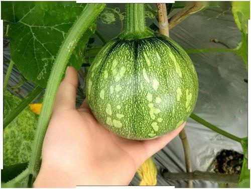 广西吊瓜怎么吃,解锁美味新体验 第1张 广西吊瓜怎么吃,解锁美味新体验 第1张